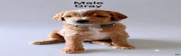 Aussiedoodle dogs for sale: Aussiedoodle 1 - Ad 1