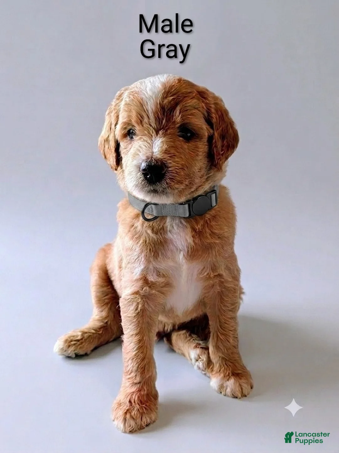 Aussiedoodle dogs for sale: Aussiedoodle 1 - Ad 1
