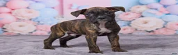 Boxer dogs for sale: Max - Ad 4