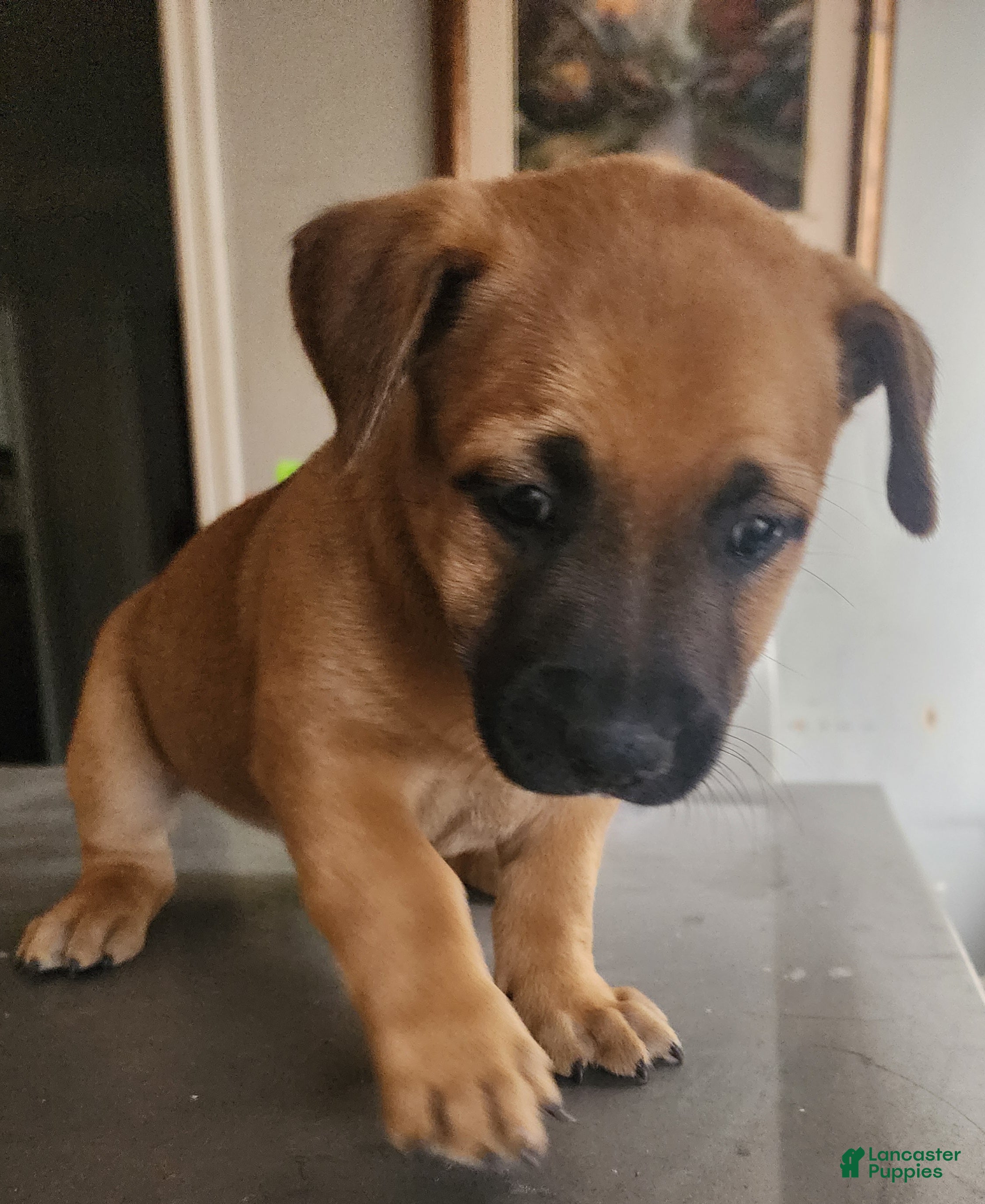 Belgian Malinois dogs Belgian Malinois 1 - Ad 14