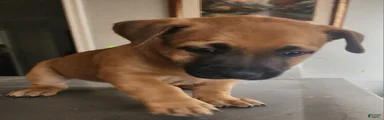 Belgian Malinois 1