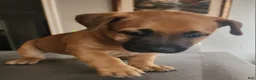Belgian Malinois dogs for sale: Belgian Malinois 1 - Ad 1