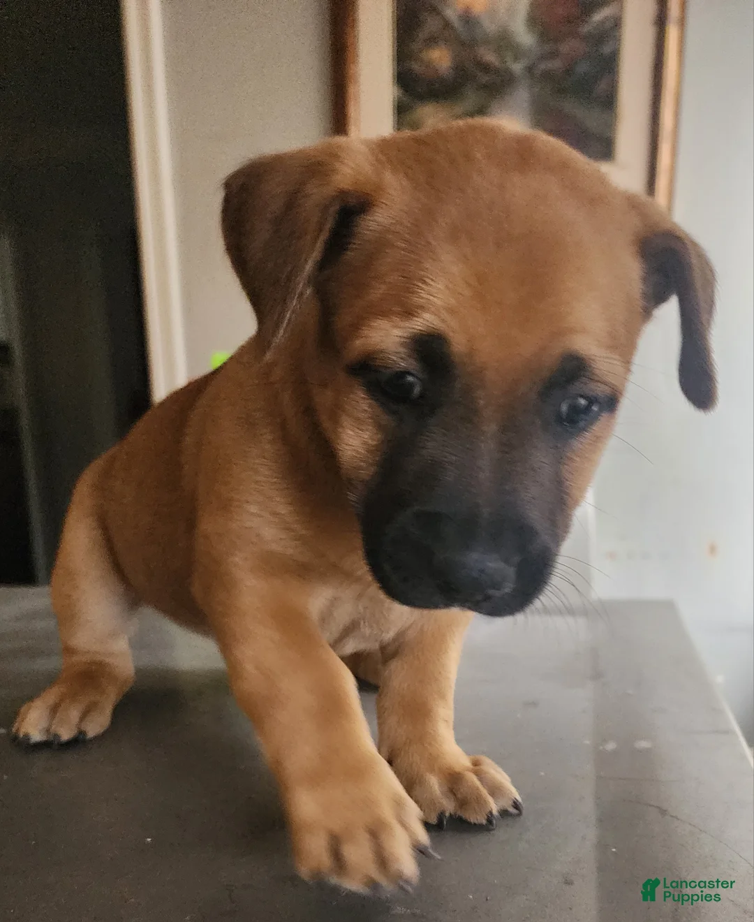 Belgian Malinois dogs for sale: Belgian Malinois 1 - Ad 1