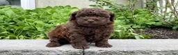 Miniature Poodle dogs for sale: Amy Sue Miniature Poodle Puppy  - Ad 5