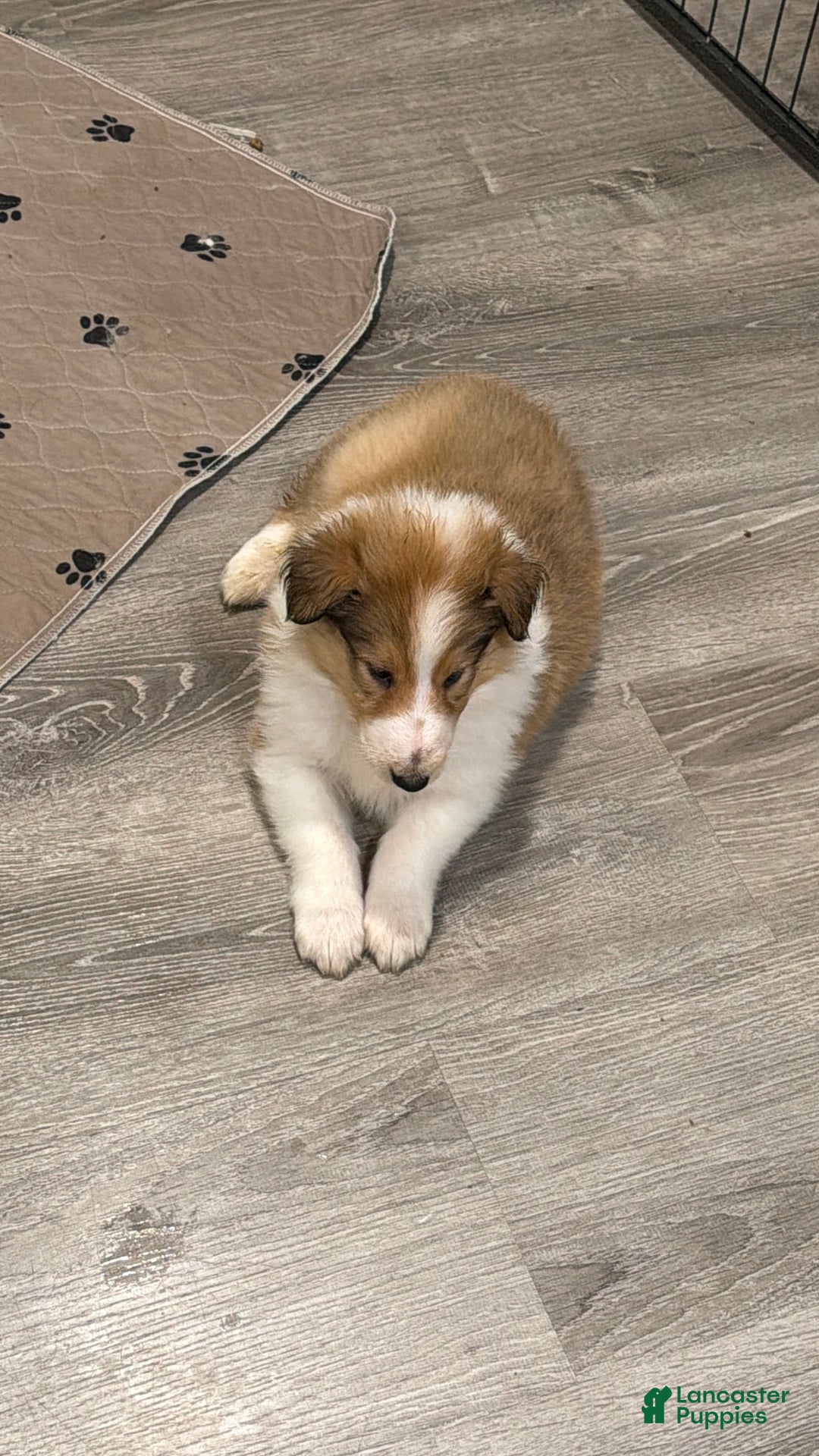 Collie dogs for sale: Collie Puppy 4 - Ad 3
