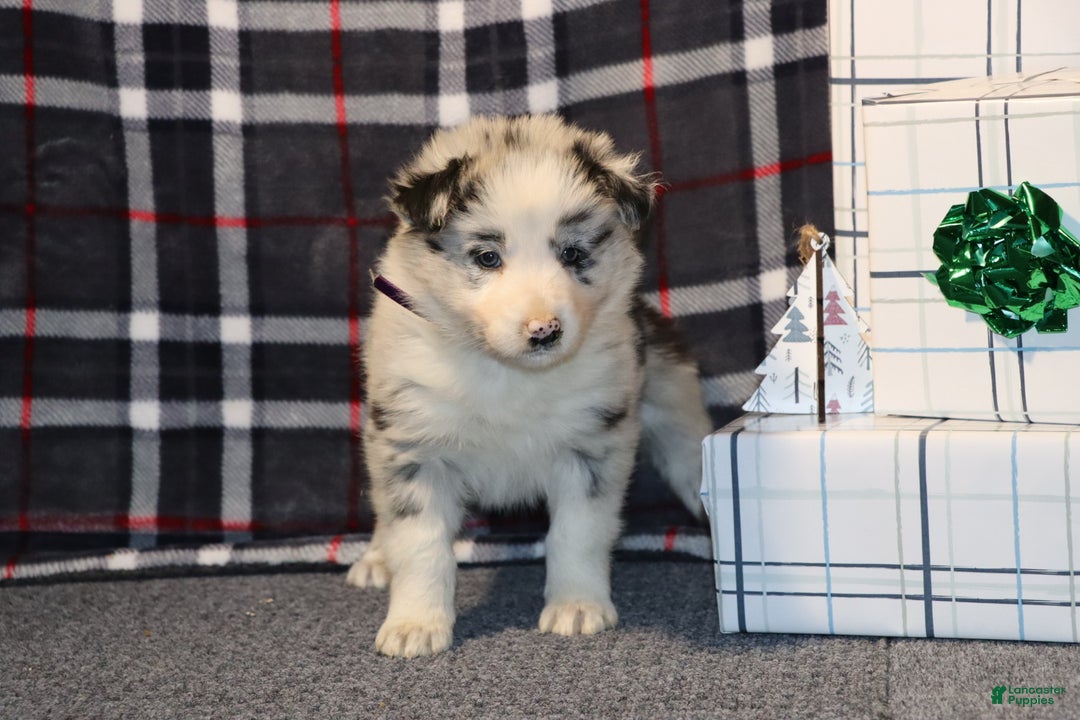 Border Collie dogs for sale: willow - Ad 4