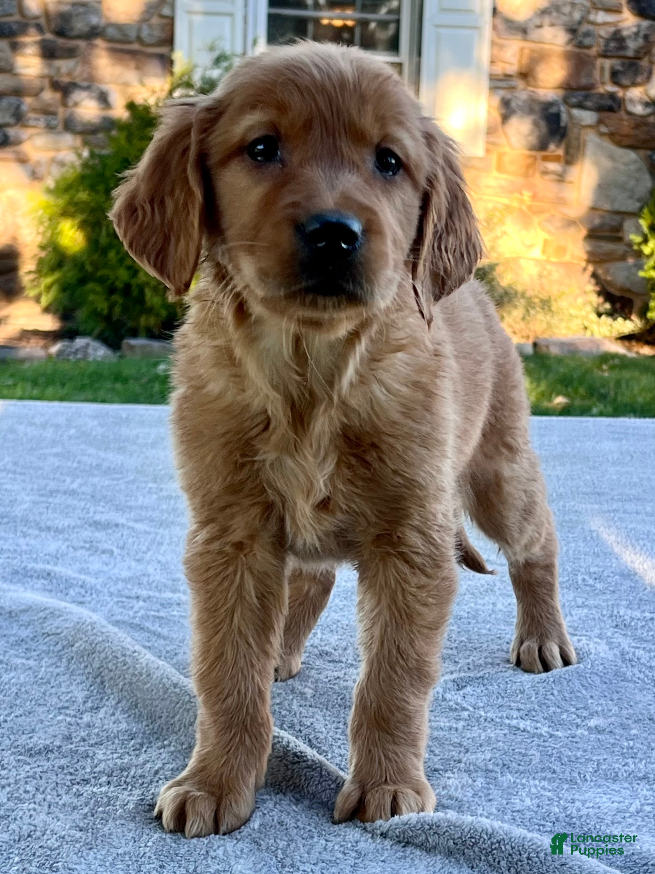 Golden Retriever dogs Lilly - Ad 1