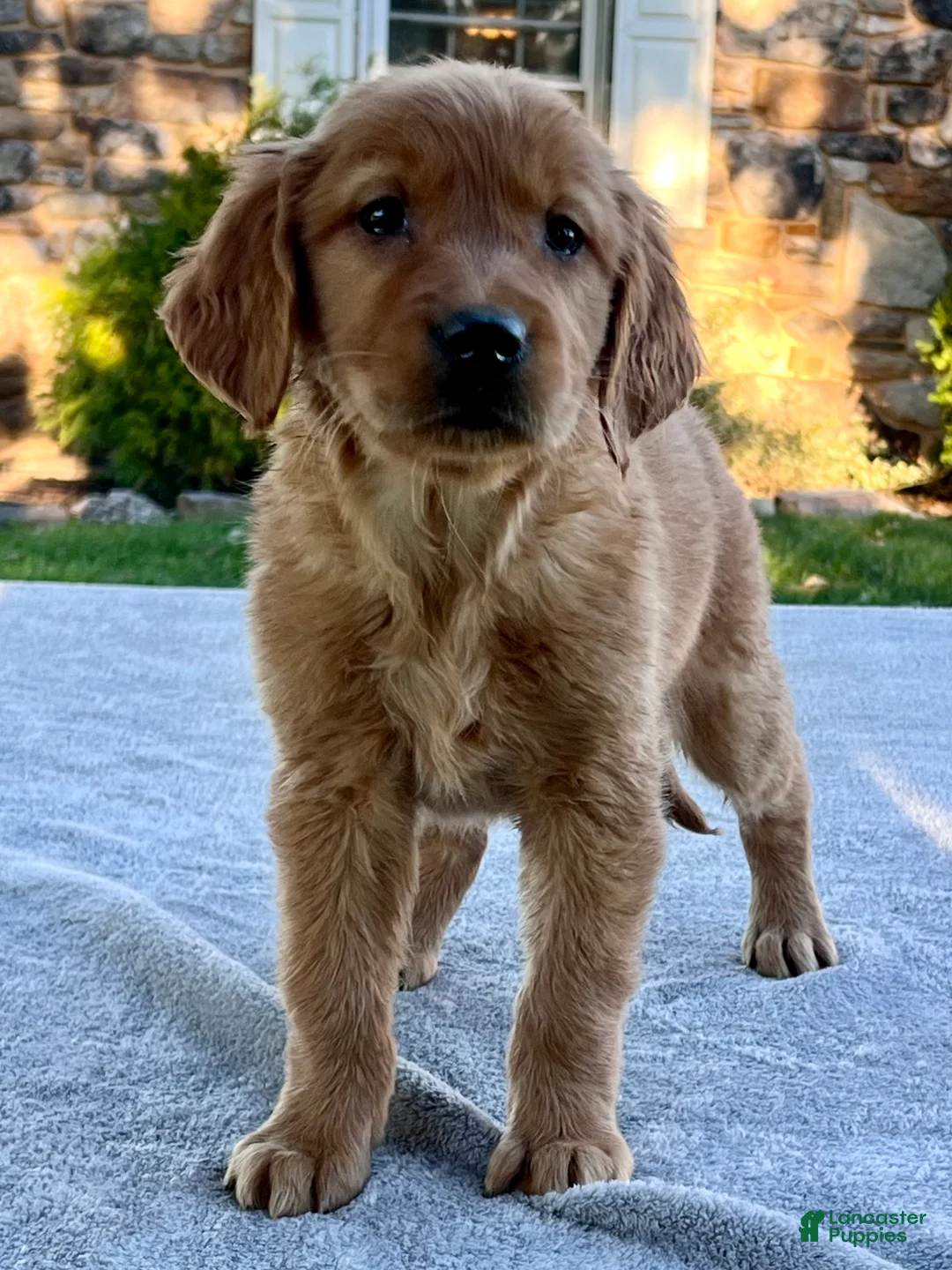 Golden Retriever dogs for sale: Lilly - Ad 1