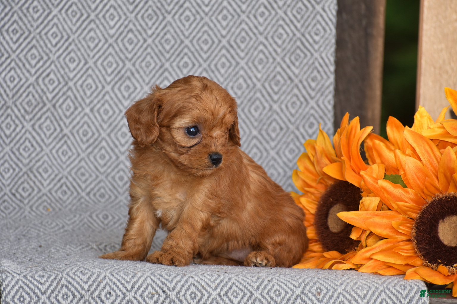 Cavapoo dogs Andrea - Ad 2