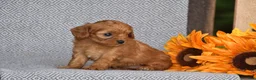 Cavapoo dogs for sale: Andrea - Ad 2