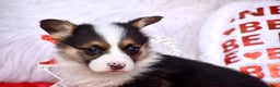 Welsh Corgi Pembroke dogs for sale: Welsh Corgi Pembroke Puppy 2 - Ad 1