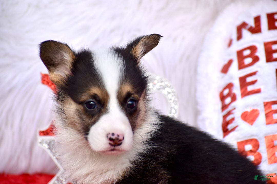 Welsh Corgi Pembroke dogs for sale: Welsh Corgi Pembroke Puppy 2 - Ad 1