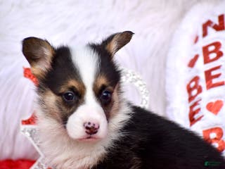 Welsh Corgi Pembroke dogs Welsh Corgi Pembroke Puppy 2 - Ad 4