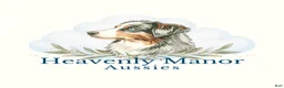 Australian Shepherd dogs for sale: Ranger - Male - Ad 9