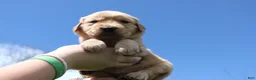 Golden Retriever dogs for sale: Eclair  - Ad 3
