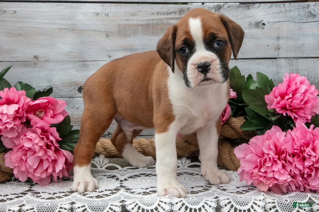 Boxer dogs for sale: Buddy - Ad 1