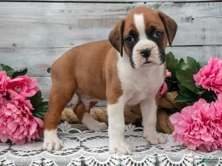 Boxer dogs for sale: Buddy - Ad 4