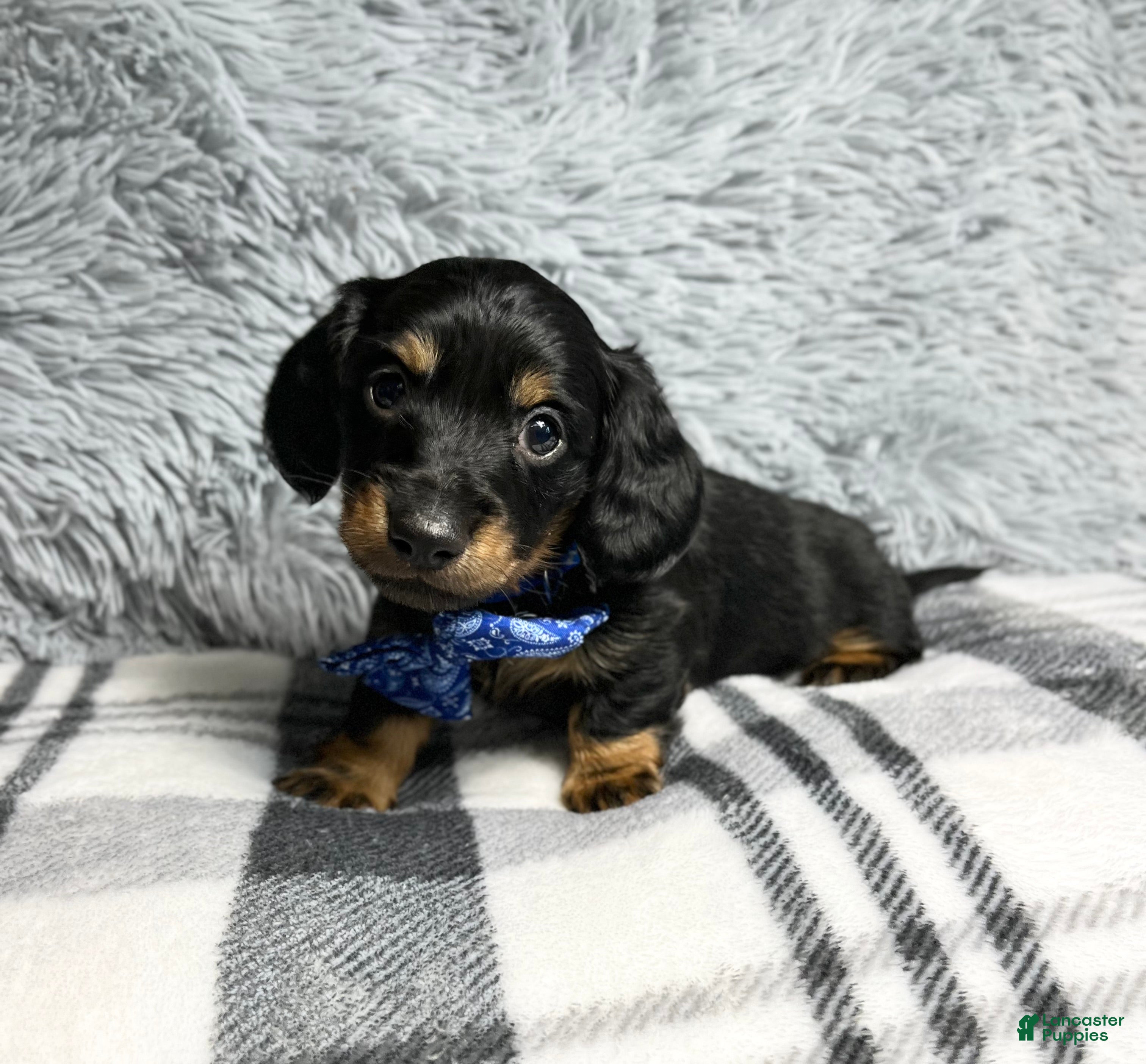 Dachshund dogs Little Barney  - Ad 24