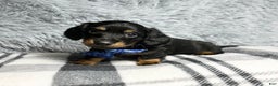 Dachshund dogs for sale: Little Barney  - Ad 1