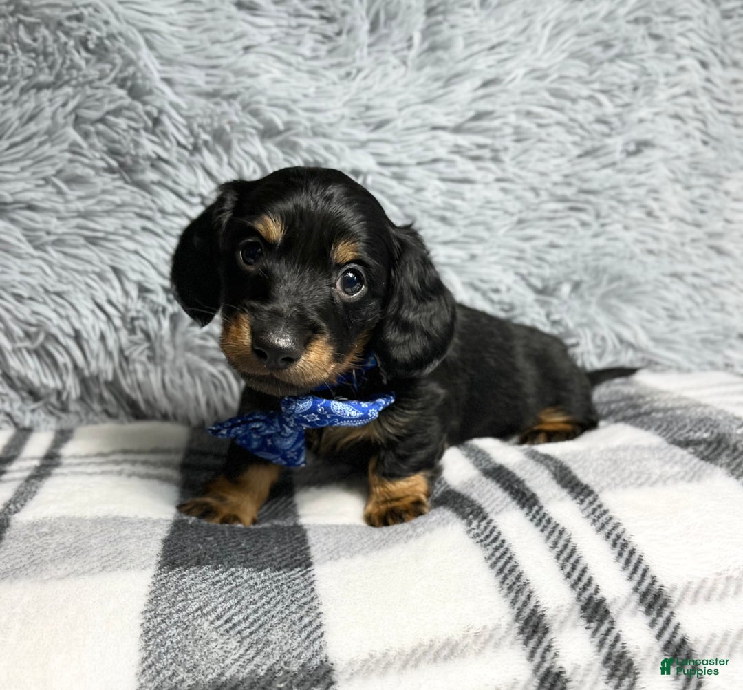 Dachshund dogs for sale: Little Barney  - Ad 1