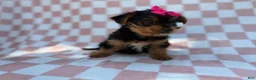 Yorkiepoo dogs for sale: Tazzy - Ad 5