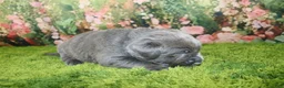 Labrador Retriever dogs for sale: Wren - Ad 3