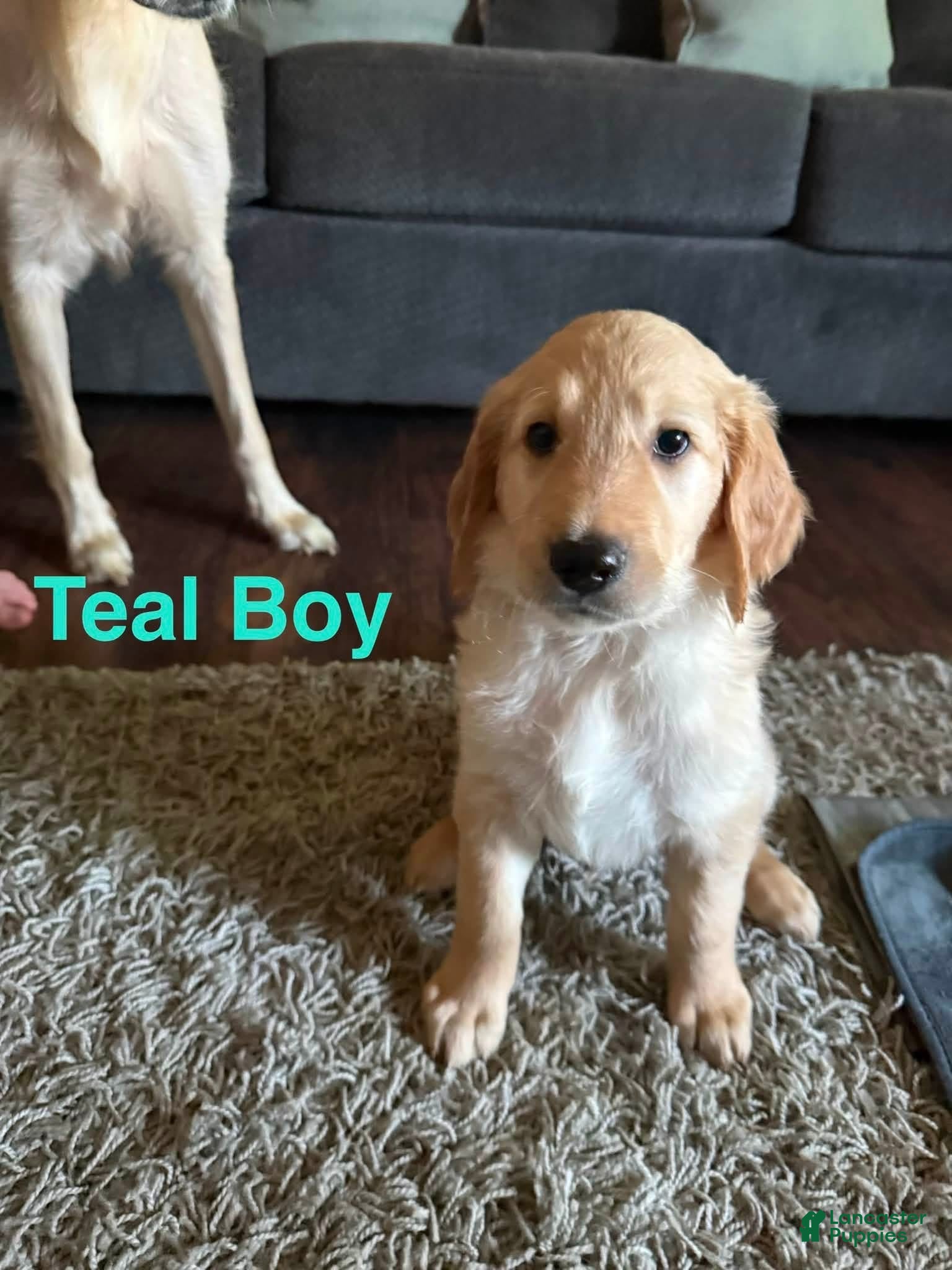 Goldendoodle dogs Goldendoodle 1 - Ad 10