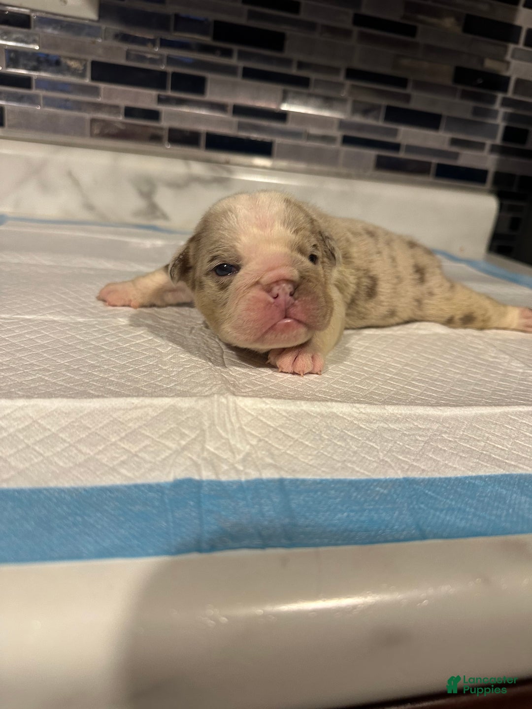 English Bulldog dogs for sale: Lilac Merle Male  - Ad 3