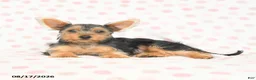 Yorkshire Terrier dogs for sale: Quincy - Ad 4