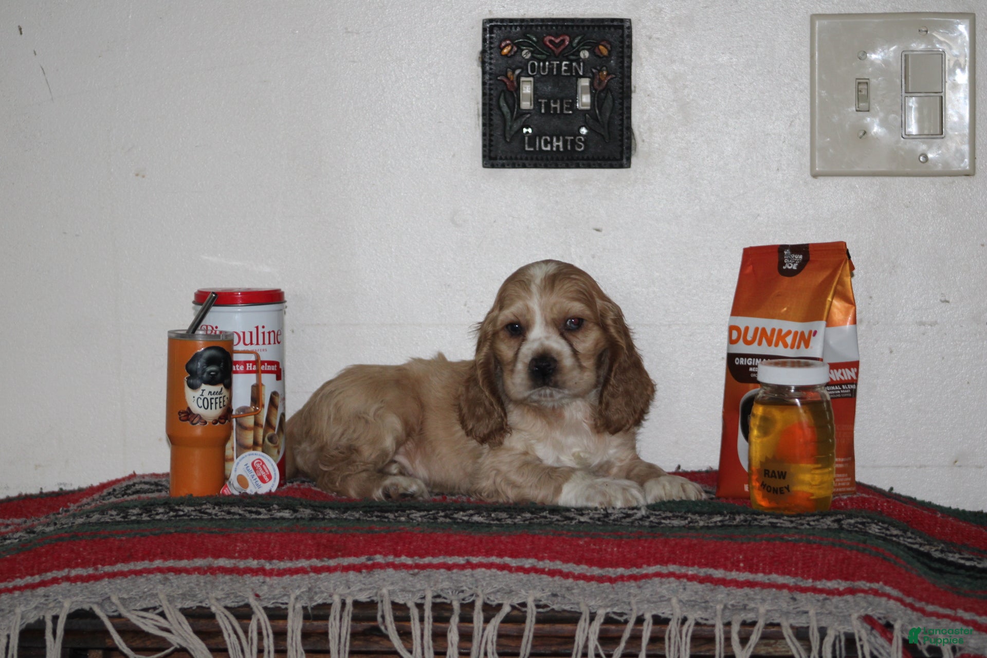 Cocker Spaniel dogs for sale: Rochelle - Ad 37