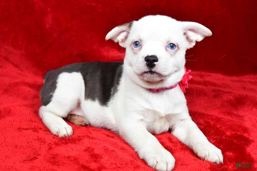 Mixed Breed dogs for sale: Lady - Ad 7