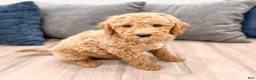 Miniature Labradoodle dogs for sale: Kota - Ad 4