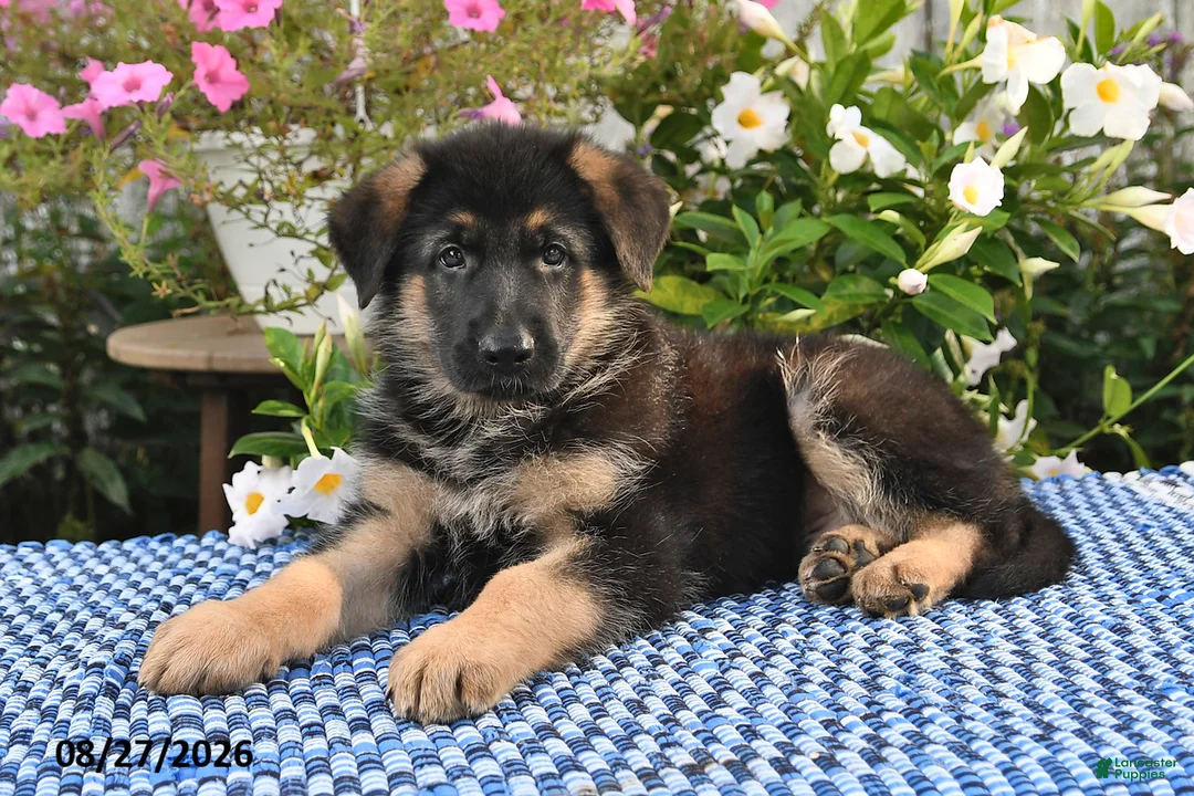 German Shepherd dogs for sale: Fritz - Ad 1
