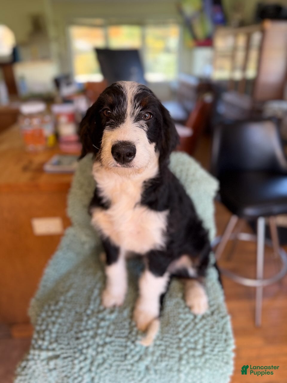Bernedoodle dogs for sale: Penelope - Ad 1