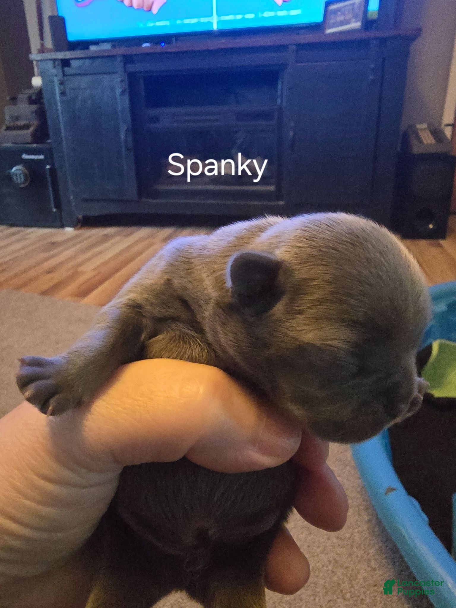 Frenchton dogs Frenchton 2 - Ad 39
