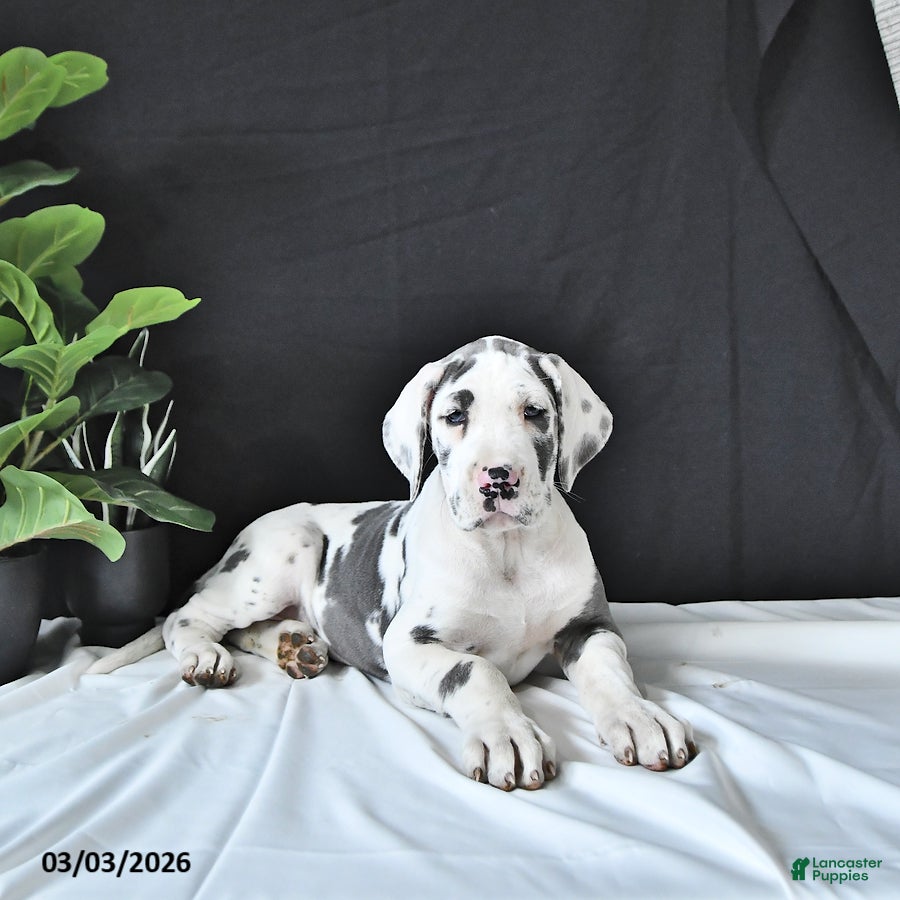 Great Dane dogs Emma - Ad 2