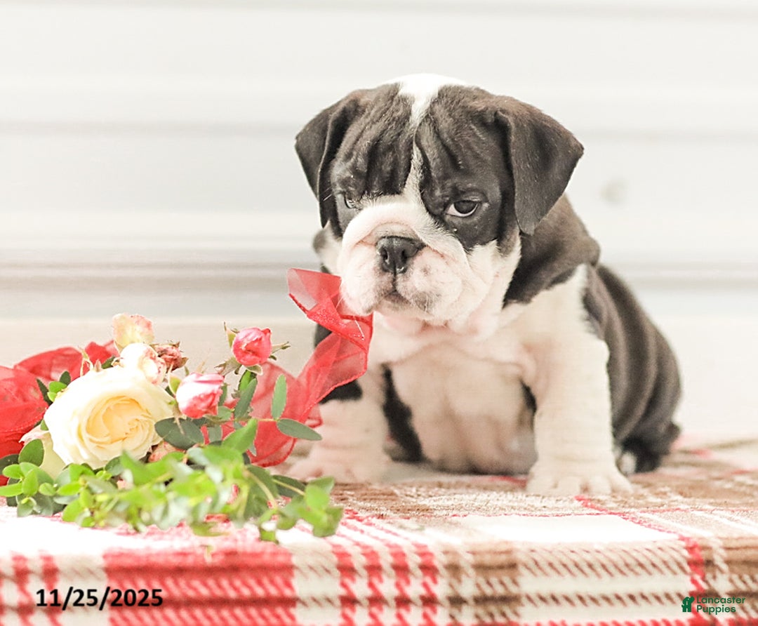 English Bulldog dogs for sale: Rex - Ad 1