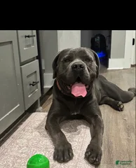 Moose