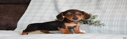 Miniature Dachshund dogs for sale: Brooke - Ad 2