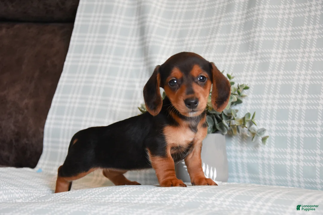 Miniature Dachshund dogs for sale: Brooke - Ad 2
