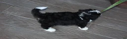 Mini Bernedoodle dogs for sale: Jester - Ad 19