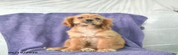 Cocker Spaniel dogs for sale: Hazel - Ad 3