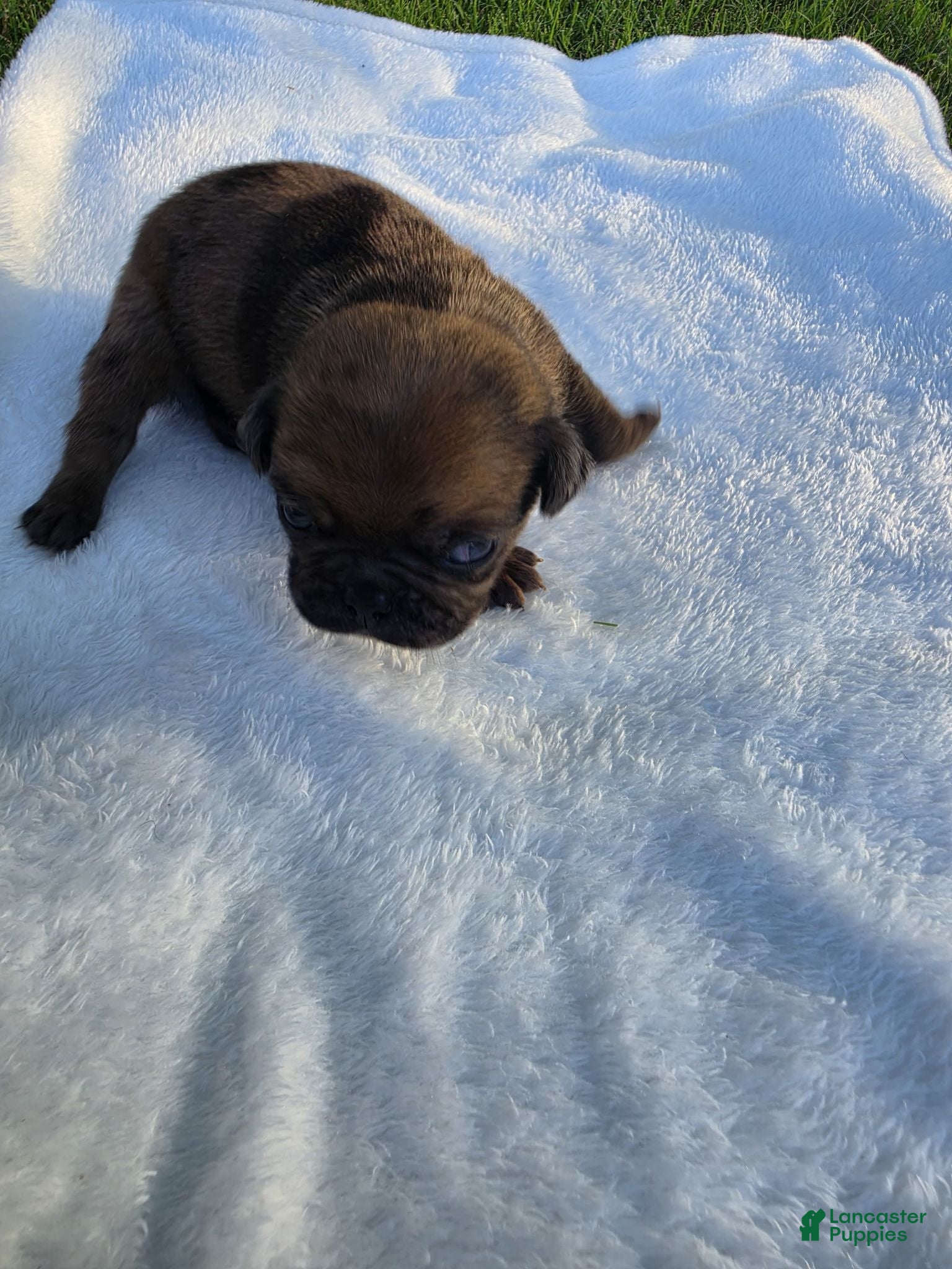 Pug dogs Rare chunky brindle male - Ad 1