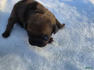 Pug dogs for sale: Rare chunky brindle male - Ad 1