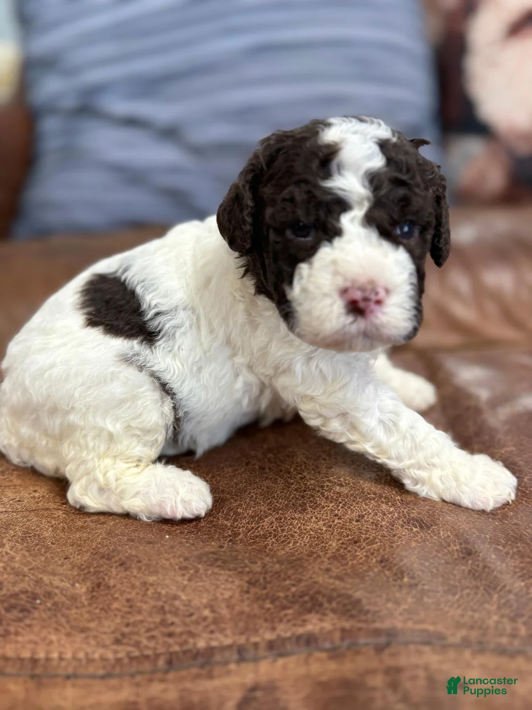 Lagotto Romagnolo dogs for sale: Purple collar Female - Ad 1