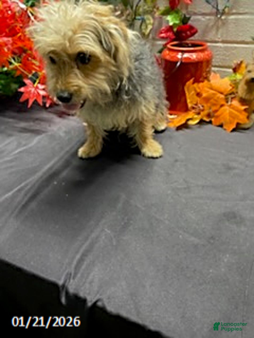 Yochon dogs for sale: Sean - Ad 8