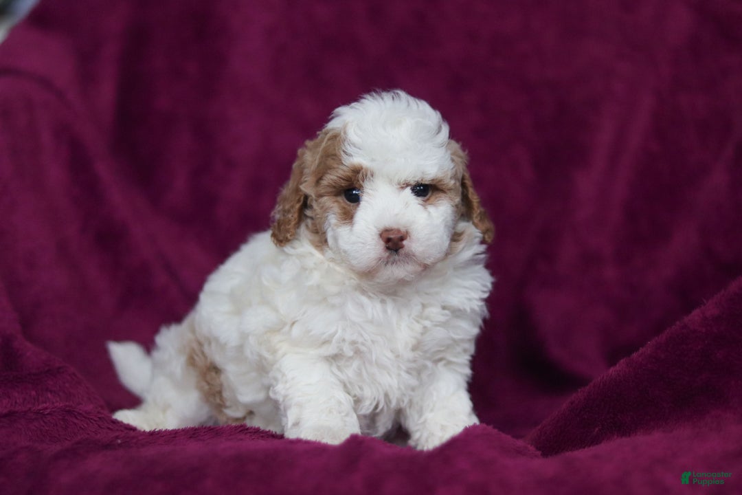 Mini Goldendoodle dogs for sale: Hallie - Ad 6