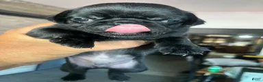 Pug 2