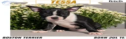 Boston Terrier dogs for sale: Tessa - Ad 1