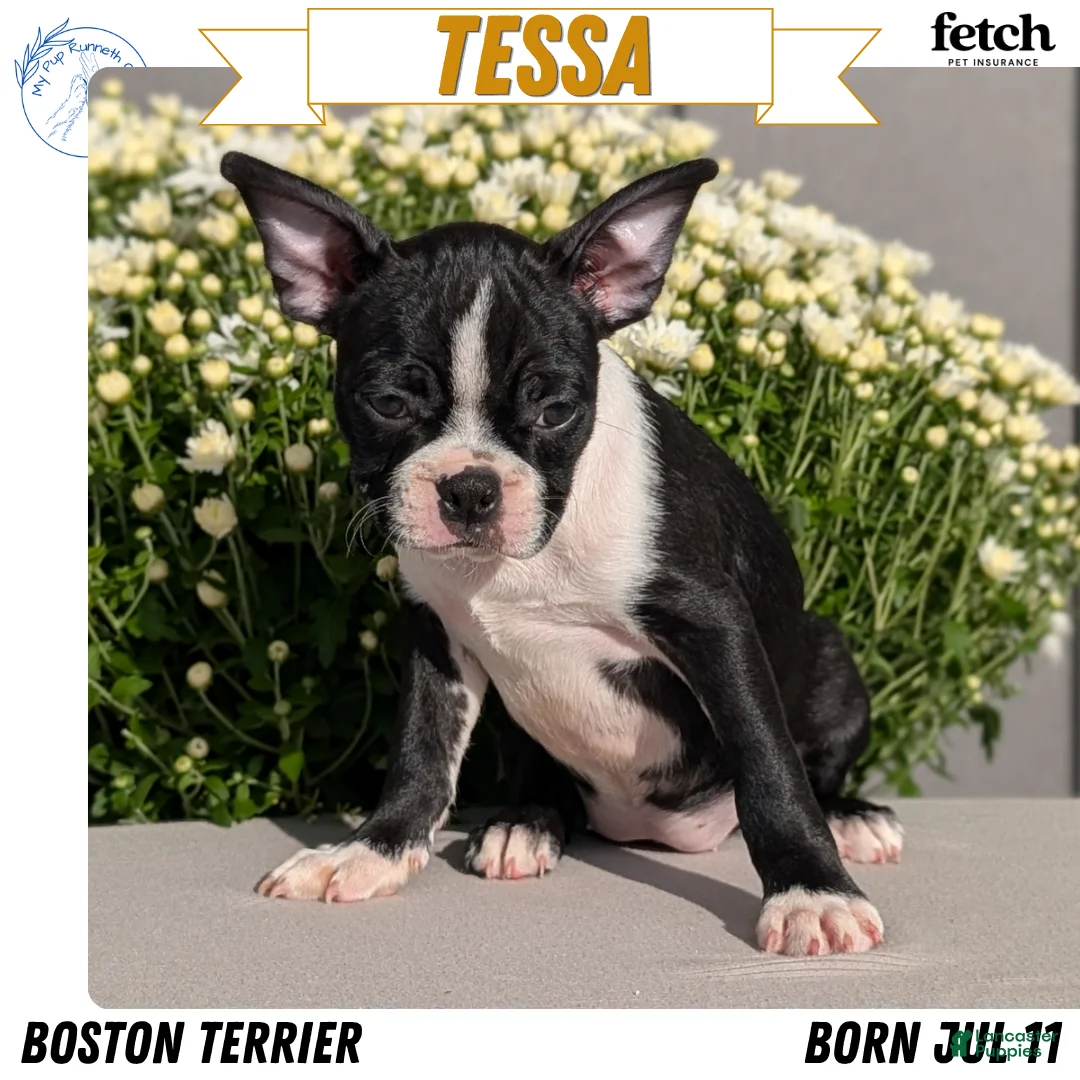 Boston Terrier dogs for sale: Tessa - Ad 1